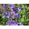 Šanta zkřížená - Nepeta x faassenii  Nepeta x faassenii