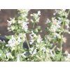 Šanta zkřížená 'Alba' -  Nepeta x faassenii 'Alba'  Nepeta x faassenii 'Alba'