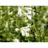 Šanta zkřížená 'Alba' -  Nepeta x faassenii 'Alba'  Nepeta x faassenii 'Alba'