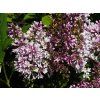 Syringa Minuet (1)
