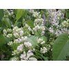 Šeřík obecný 'Mme Florent Stepman'  Syringa vulgaris 'Mme Florent Stepman'