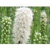 Šuškarda 'Alba' - Liatris spicata 'Alba'  Liatris spicata 'Alba'