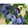 Švestka 'Čačanská rodná'  Prunus domestica 'Čačanská rodná'