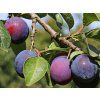 Švestka 'Diana'  Prunus domestica 'Diana'