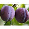 Švestka 'Diana'  Prunus domestica 'Diana'