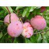 Ryngle 'Excalibur'  Prunus domestica 'Excalibur'