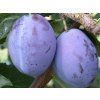 Švestka 'President'  Prunus domestica 'President'