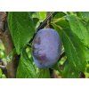 Švestka 'Topper®' - k sloupovitému zapěstování  Prunus domestica 'Topper®'