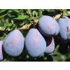 Švestka 'Topper®' - k sloupovitému zapěstování  Prunus domestica 'Topper®'