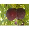 Švestkomeruňka 'Flavor Heart'  Prunus hybrid. 'Flavor Heart'