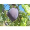 Švestkomeruňka 'Flavor Heart'  Prunus hybrid. 'Flavor Heart'