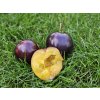 Švestkomeruňka 'Flavor Heart'  Prunus hybrid. 'Flavor Heart'