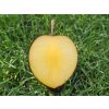 Švestkomeruňka 'Flavor Heart'  Prunus hybrid. 'Flavor Heart'
