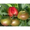 Švestkomeruňka 'Flavor Supreme'  Prunus hybrid. 'Flavor Supreme'