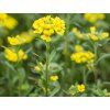 Tařice horská  'Berggold' - Alyssum (AURINIA) montanum 'Berggold'  Alyssum (AURINIA) montanum 'Berggold'