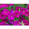 63219 2 taricka x cultorum regado red aubrieta x cultorum regado red