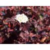 Tavola kalinolistá 'Schuch'  Physocarpus opulifolius 'Schuch'