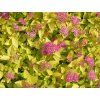 Tavolník japonský 'Golden Princess'  Spiraea japonica'Golden Princess'