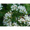 Tavolník niponský 'Snowmound'  Spiraea nipponica 'Snowmound'