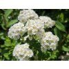 Tavolník niponský 'Snowmound'  Spiraea nipponica 'Snowmound'