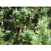 Tis červený 'Fastigiata Robusta'  Taxus baccata 'Fastigiata Robusta'