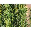 Tis červený 'Fastigiata Robusta'  Taxus baccata 'Fastigiata Robusta'