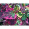 63516 1 chameleon