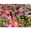 63516 toulen srdcita chameleon houttuynia cordata chameleon