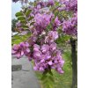 Trnovník, akát huňatý  Robinia hispida