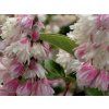 Trojpuk drsný 'Rosea Plena'  Deutzia scabra 'Rosea Plena'