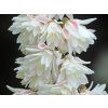 Trojpuk drsný 'Rosea Plena'  Deutzia scabra 'Rosea Plena'