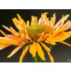 Třapatka 'Big Kahuna' - Echinacea 'Big Kahuna'  Echinacea 'Big Kahuna'