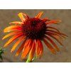 Echinacea Flame Thrower (1)