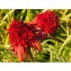 64599 echinacea hot papaya