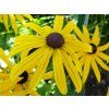 Třapatka (rudbékie) lesklá 'Goldsturm' - Rudbeckia fulgida var. sullivantii 'Goldsturm'  Rudbeckia fulgida var. sullivantii 'Goldsturm'