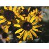 Rudbeckia Little Goldstar (1)