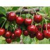 Třešeň 'Kasandra®'  Prunus avium 'Kasandra'