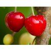 Třešeň 'Kasandra®'  Prunus avium 'Kasandra'