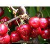 Třešeň 'Van'  Prunus avium 'Van'