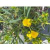 Třezalka 'Buttercup'  Hypericum 'Buttercup'