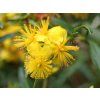 Třezalka 'Buttercup'  Hypericum 'Buttercup'