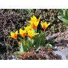 Tulipán 'Corona'  Tulipa´Corona´