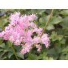 Tužebník palmata 'Nana' - Filipendula palmata 'Nana'  Filipendula palmata 'Nana'