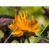 Úpolín čínský 'Goldkonigin' - Trollius chinensis 'Goldkonigin'  Trollius chinensis 'Goldkonigin'