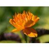 Úpolín čínský 'Goldkonigin' - Trollius chinensis 'Goldkonigin'  Trollius chinensis 'Goldkonigin'