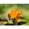 Úpolín čínský 'Goldkonigin' - Trollius chinensis 'Goldkonigin'  Trollius chinensis 'Goldkonigin'