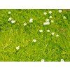 Úrazník šídlovitý 'Aurea' - Sagina subulata 'Aurea'  Sagina subulata 'Aurea'