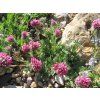 Úročník horský 'Rubra' - Anthyllis montana 'Rubra'  Anthyllis montana 'Rubra'
