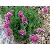 Úročník horský 'Rubra' - Anthyllis montana 'Rubra'  Anthyllis montana 'Rubra'