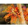 Vilín prostřední 'Orange Beauty'  Hamamelis x intermedia 'Orange Beauty'